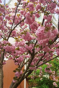 樱花