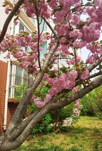 樱花