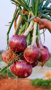 洋葱栽培