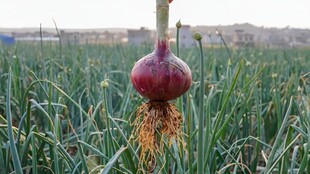 洋葱栽培