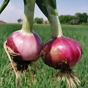 洋葱栽培