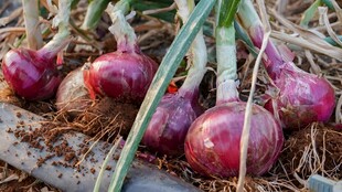 洋葱栽培