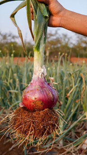 洋葱栽培