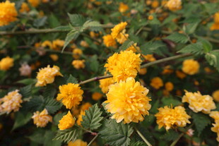重瓣棣棠花