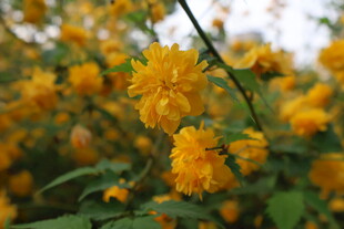 重瓣棣棠花
