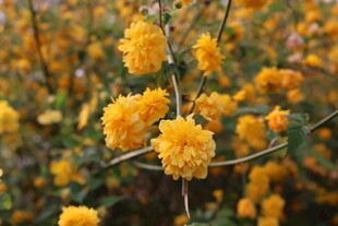 重瓣棣棠花