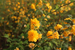 重瓣棣棠花