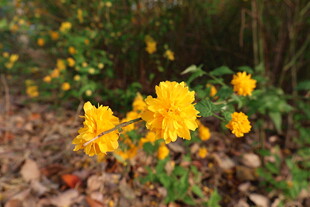 重瓣棣棠花