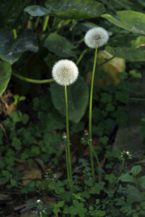 蒲公英绒球 