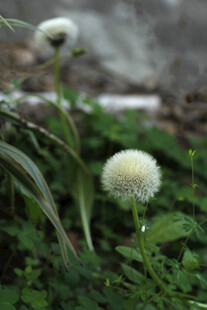 蒲公英绒球 