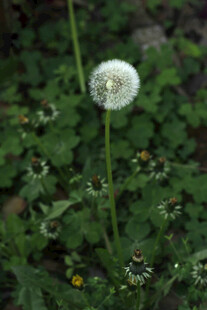 蒲公英 