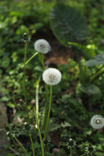 蒲公英毛球 