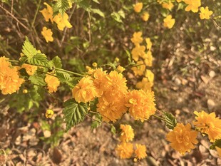 重瓣棣棠花