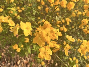 棣棠花