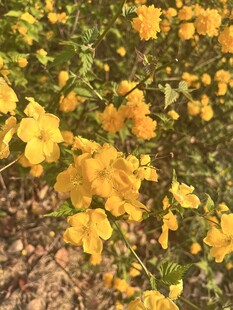 棣棠花