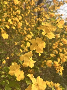 棣棠花
