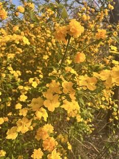 重瓣棣棠花