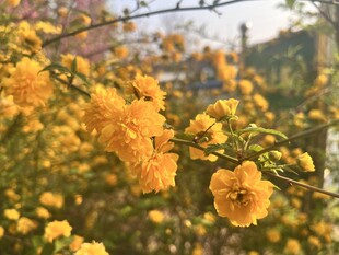 重瓣棣棠花