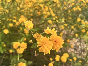 重瓣棣棠花