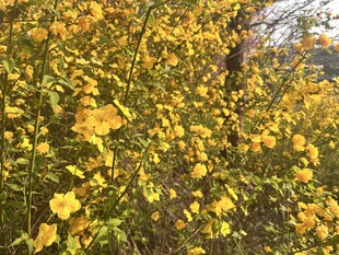 重瓣棣棠花