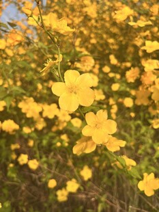 棣棠花