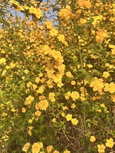重瓣棣棠花