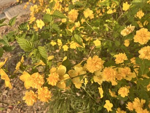重瓣棣棠花