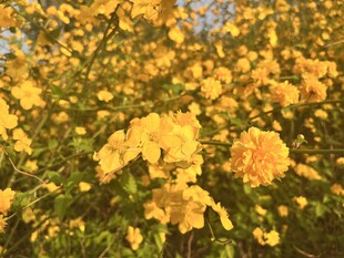 重瓣棣棠花