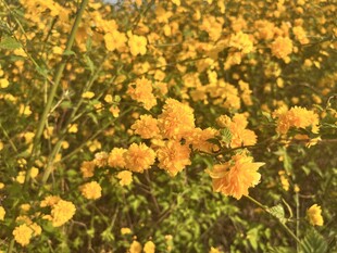 重瓣棣棠花