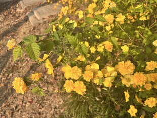 重瓣棣棠花