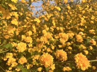 重瓣棣棠花