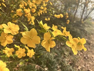 棣棠花