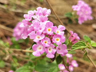 紫色小花