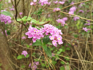紫花