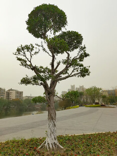 景观树