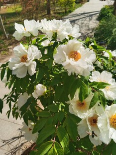 牡丹花