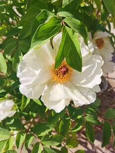 牡丹花
