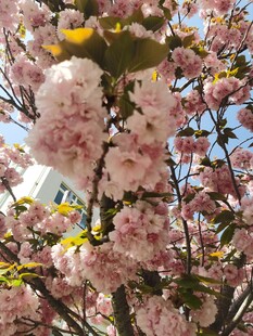 樱花