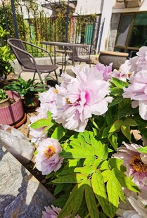 牡丹花