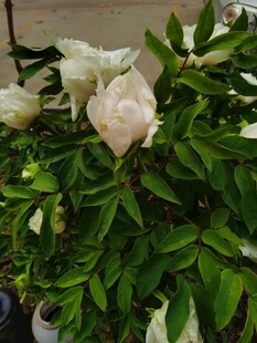 牡丹花