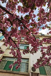 樱花