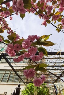 樱花