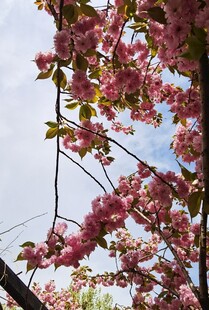樱花