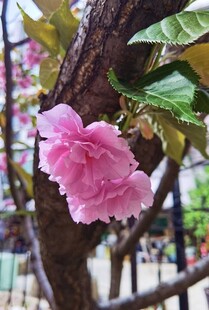 樱花