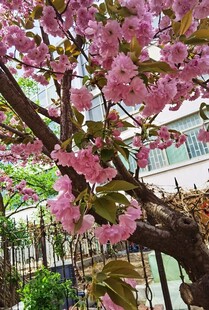樱花