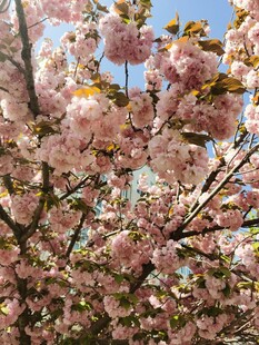 樱花