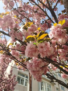 樱花