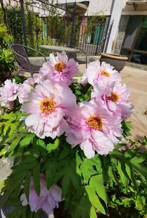 牡丹花
