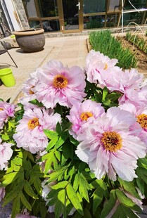 牡丹花