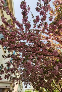 樱花